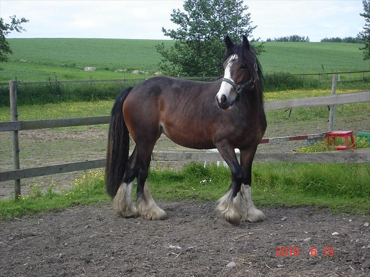 Irish Cob Bakkegårdens Blossom - 2 år og 3 mdr. billede 2