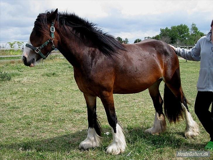 Irish Cob Bakkegårdens Blossom - Smukke Blossom sommeren 2010 billede 3