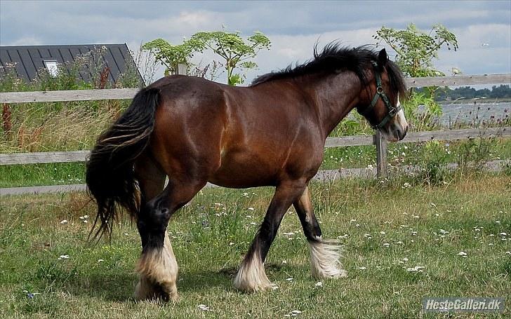 Irish Cob Bakkegårdens Blossom billede 5