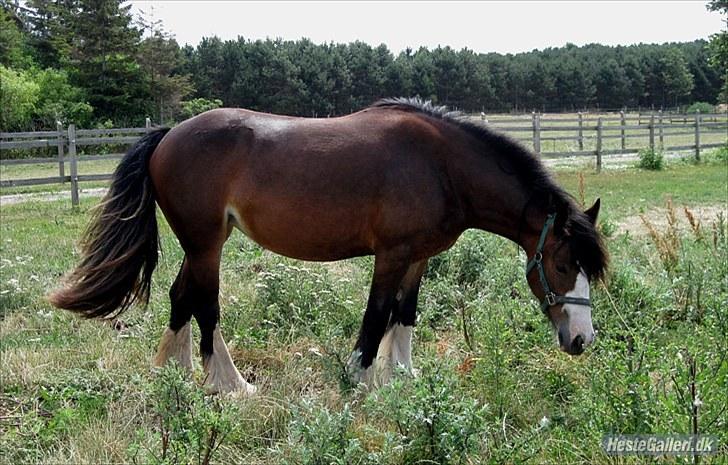 Irish Cob Bakkegårdens Blossom - smuk billede 6