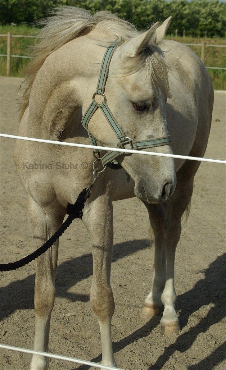 Anden særlig race Kosmo van Klaverborch - 09. billede 1