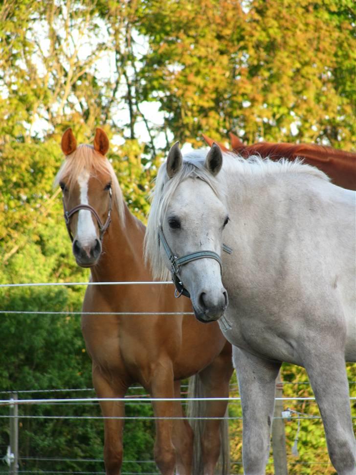 Anden særlig race Kosmo van Klaverborch - 09. billede 2