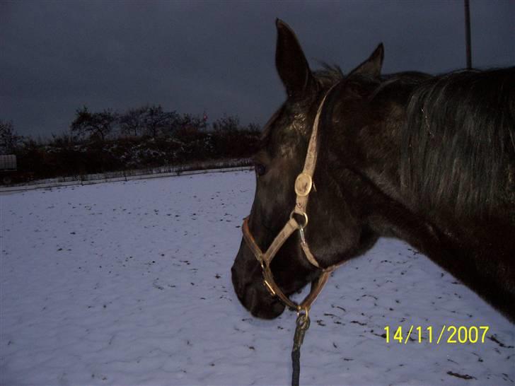 Traver Classic Lady R.I.P :-( - Den første sne 2007.  billede 6