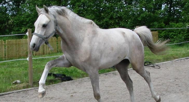 Anden særlig race Kosmo van Klaverborch - 09. billede 3