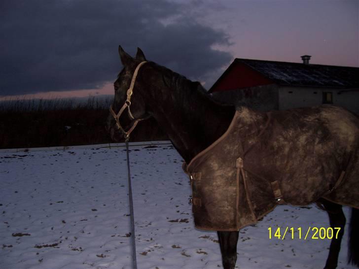 Traver Classic Lady R.I.P :-( - Lady kigger på det snebedækket ridebane billede 7