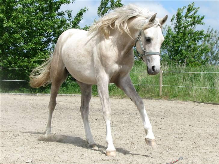 Anden særlig race Kosmo van Klaverborch - 09. billede 4