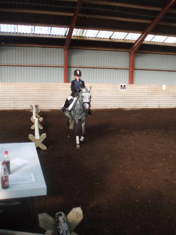 Welsh Pony af Cob-type (sec C) Springsteen - Jeg rider lige ved dommerne billede 6