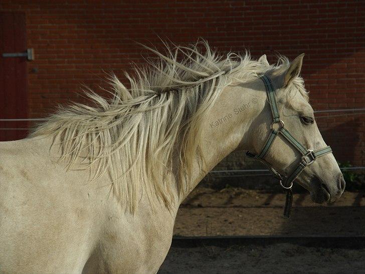 Anden særlig race Kosmo van Klaverborch - 09. billede 5