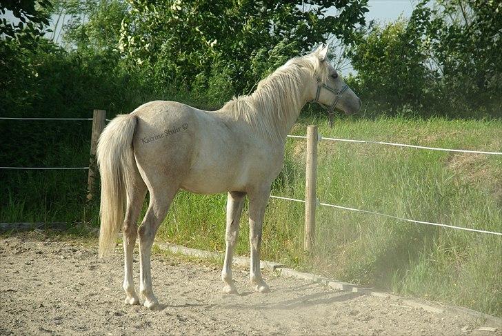 Anden særlig race Kosmo van Klaverborch - 09. billede 6