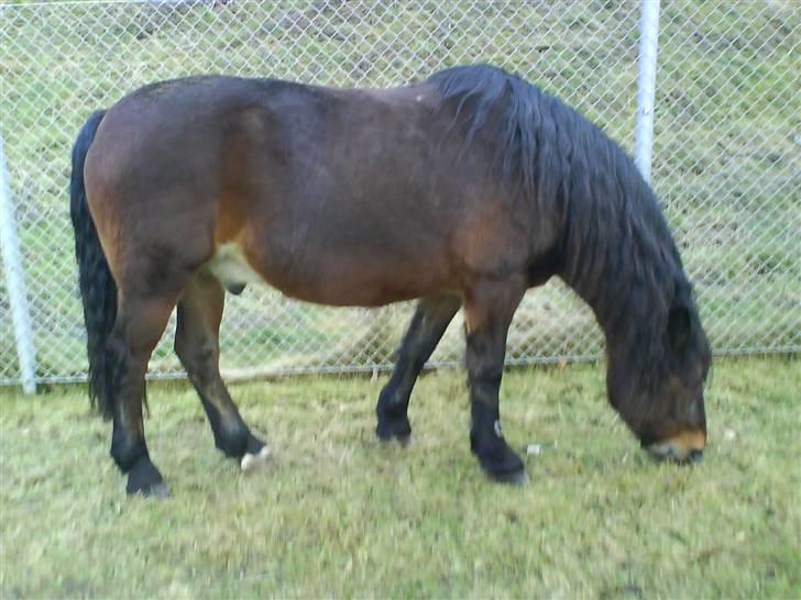 Nordsvensk Skovhest Kingo (Himmelhest) - *Den dejligste* billede 3