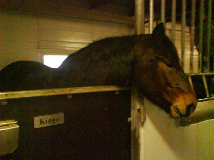 Nordsvensk Skovhest Kingo (Himmelhest) - *Den dejligste* billede 5