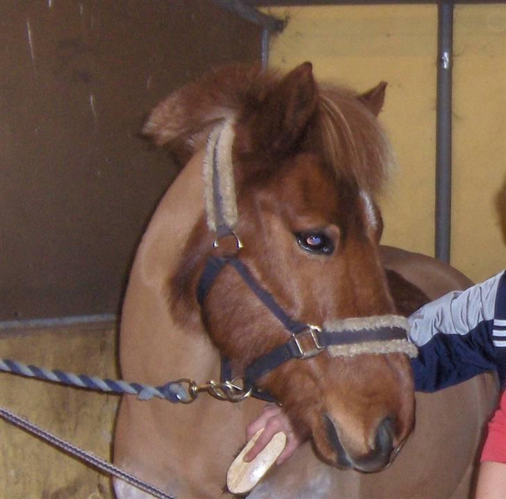 Anden særlig race Vestervangens Asterix - Smukkemåsen :D billede 18