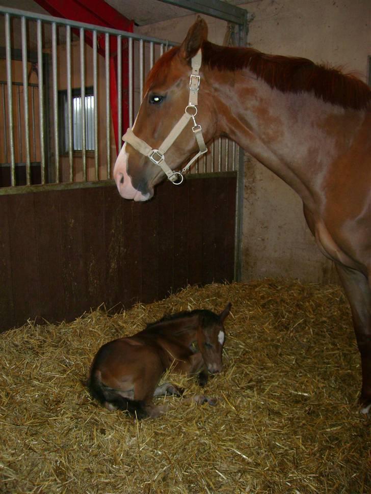 Dansk Varmblod Tjørnelys Catalina - Her er Caty føl, som kom til verden den 20 marts. billede 9
