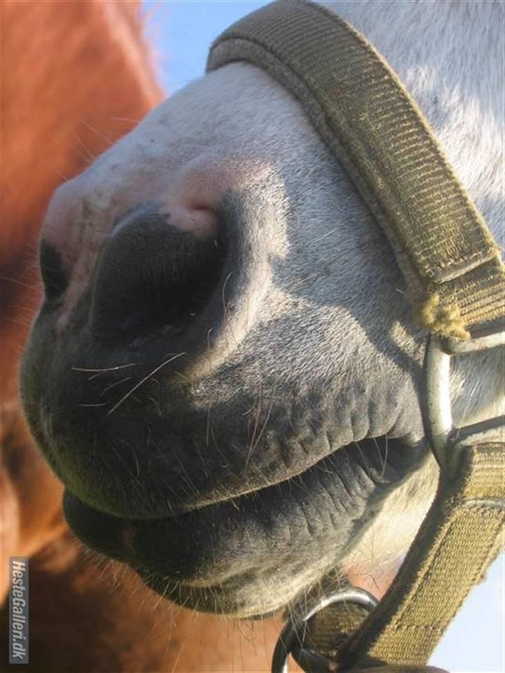 Shetlænder Onslow<3*død* - Hans vildt dejlige mule =) Tak Sofie billede 20