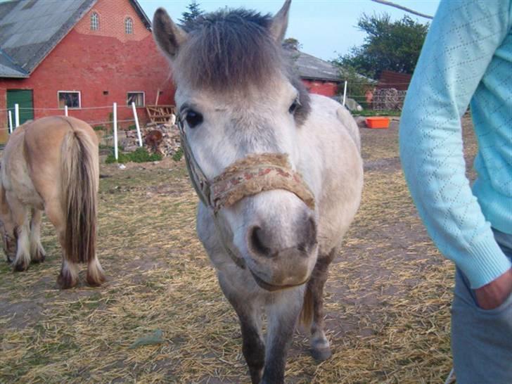 Anden særlig race Sigurd solgt. - sigurd<3 billede 4
