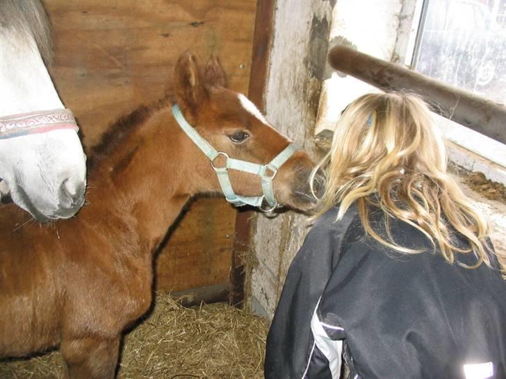 Cruzado solgt - hvem er du skal da også lige smage lidt på dig billede 3