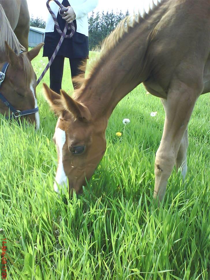 Anden særlig race Østerhedens La Luna Rossa billede 19