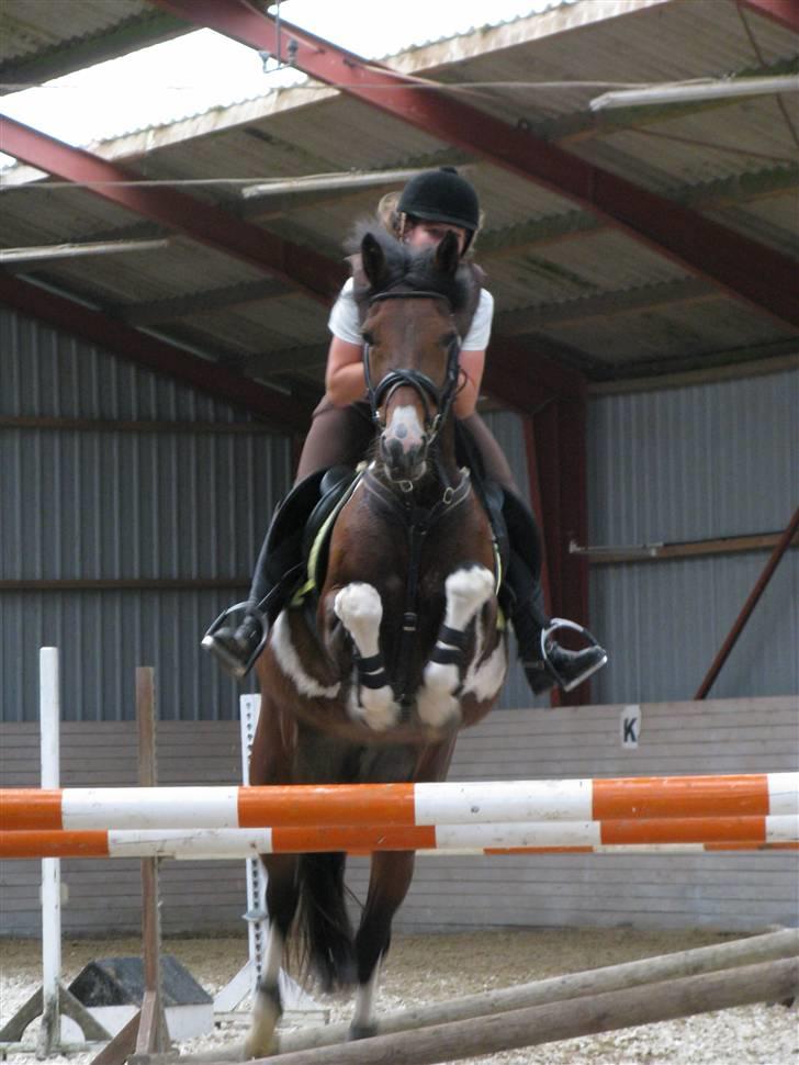 Irsk Sportspony Irish Knock Out  SOLGT:'( - Spring træning med græsmave :) Tyksak Foto Kirstine billede 19