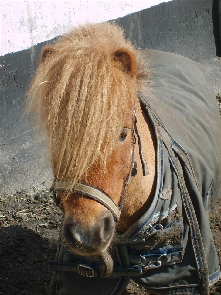 Shetlænder Junker himmelhest billede 1