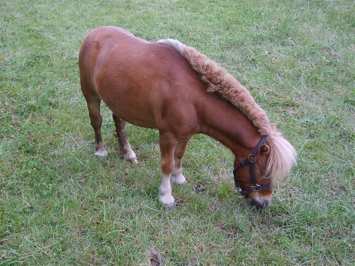 Shetlænder Junker himmelhest billede 2