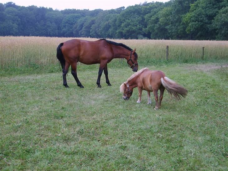 Shetlænder Junker himmelhest billede 3