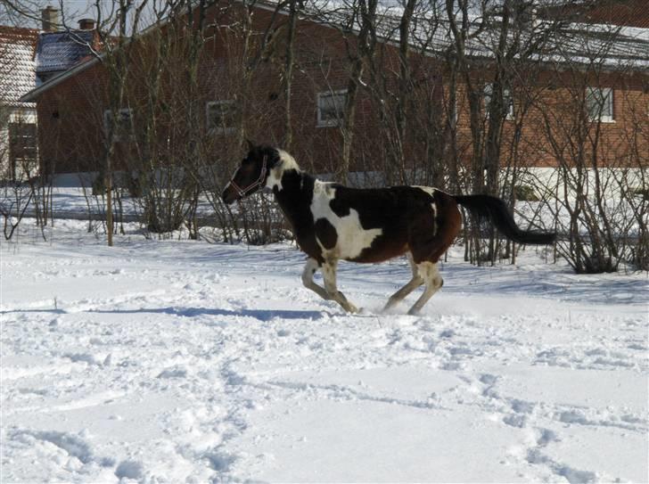 Anden særlig race Miss MoonLight - 24 marts 2008 billede 20