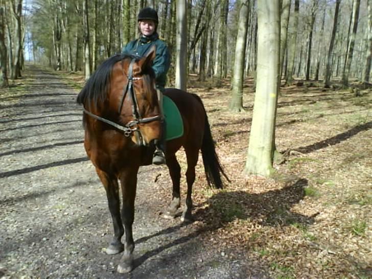 Traver hazel park (d) billede 10