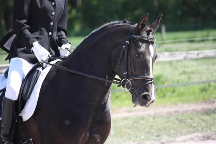 Anden særlig race Lucky Boy - Steffi rider.. pinsestævne maj 09.. Foto af: Marlene Ø billede 16