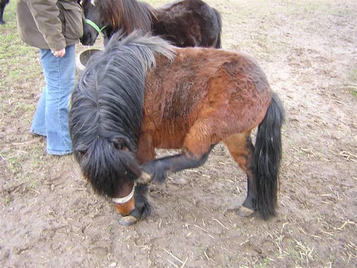 Anden særlig race Little Bandit billede 12