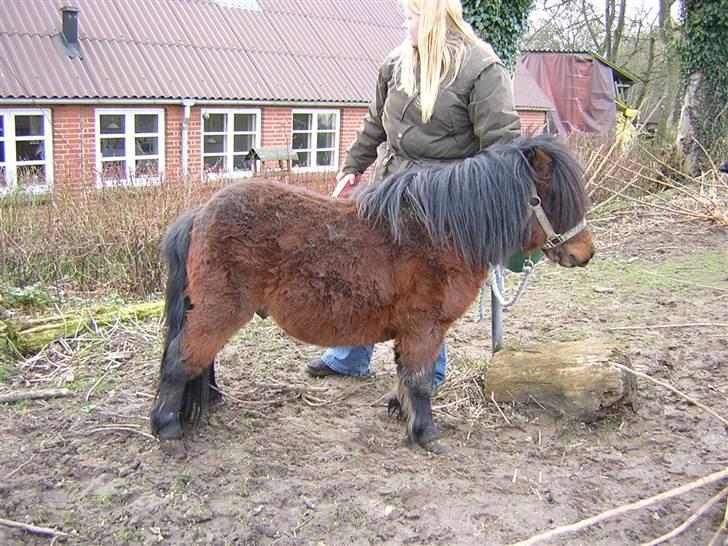 Anden særlig race Little Bandit billede 13