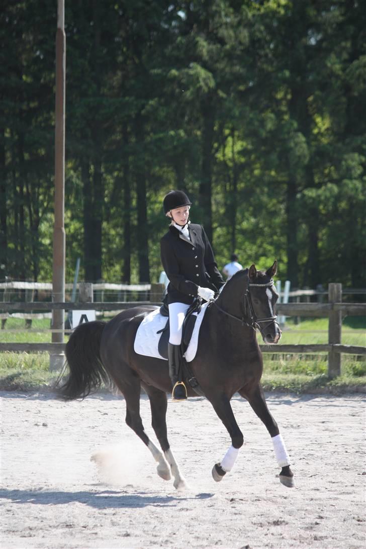 Anden særlig race Lucky Boy - Steffi rider.. pinsestævne maj 09.. Foto af: Marlene Ø billede 18