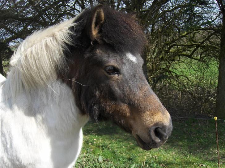 Islænder Heta (Lillesøsters) - Jeg elsker dig fandme, din smukke pony :*<3 {Foto: Heidi} billede 2