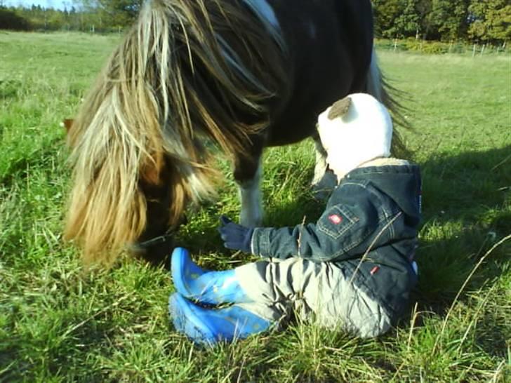 Shetlænder Bølle. billede 14