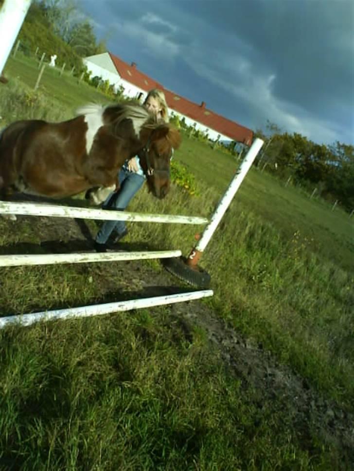 Shetlænder Bølle. billede 16