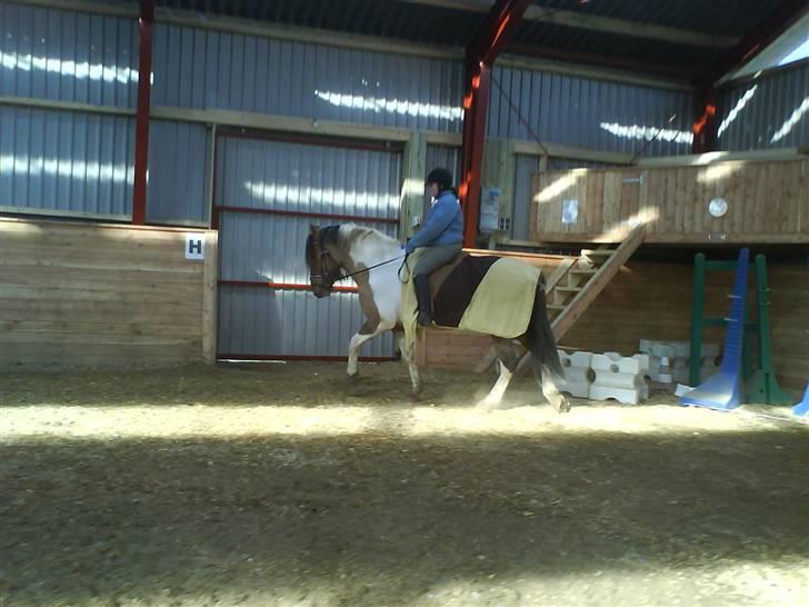 Anden særlig race Sean Connery*kommet hjem* billede 12