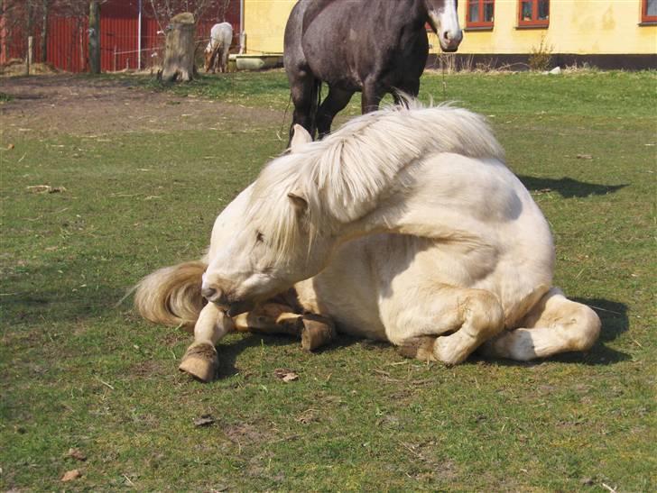 Palomino Max Motor - SOLGT! :'( - Max på marken! :) billede 12