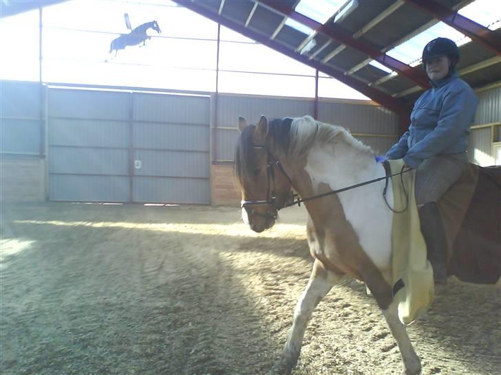 Anden særlig race Sean Connery*kommet hjem* billede 13