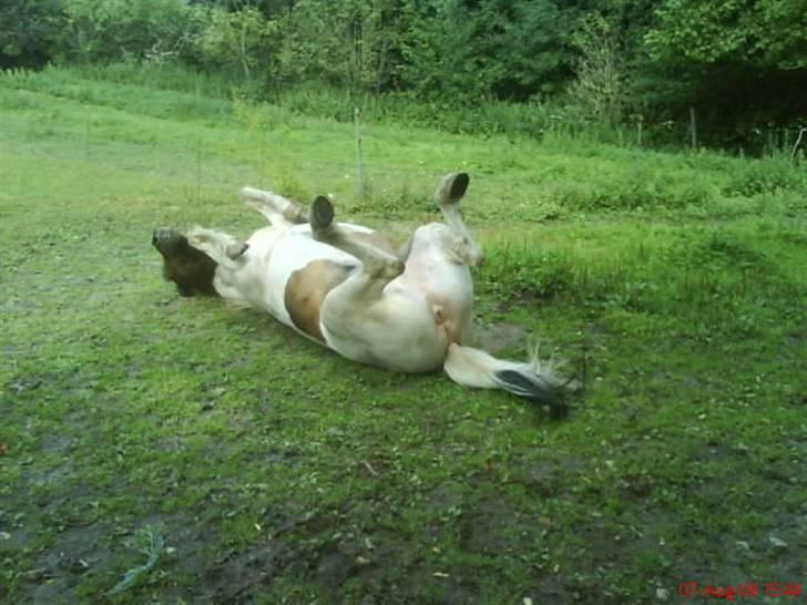 Islænder Heta (Lillesøsters) - Argh! Det er bare dejligt at blive møgbeskidt når Pernille lige har striglet mig så fint:D {Foto: Mig} billede 3