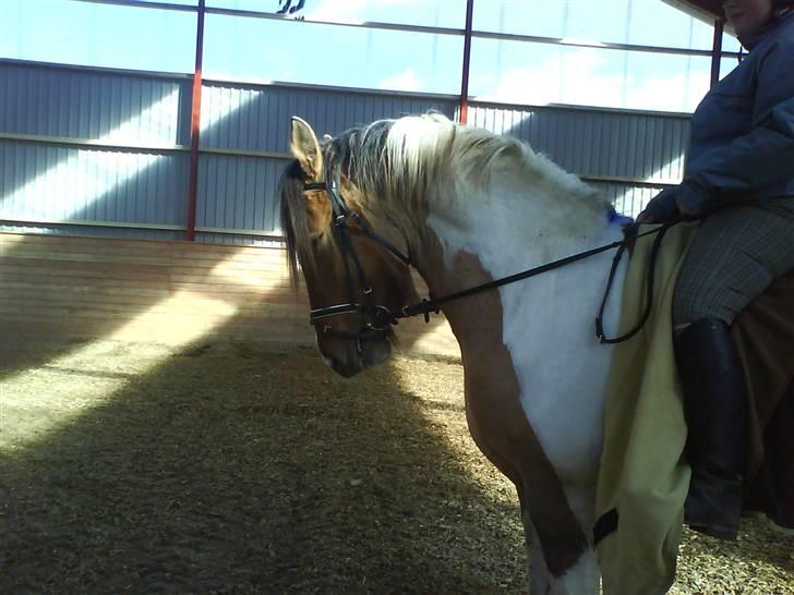 Anden særlig race Sean Connery*kommet hjem* billede 14