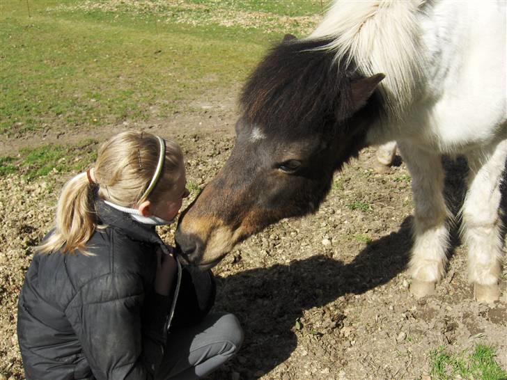 Islænder Heta (Lillesøsters) - Kys mig :´)<3 {Foto: Heidi} billede 4