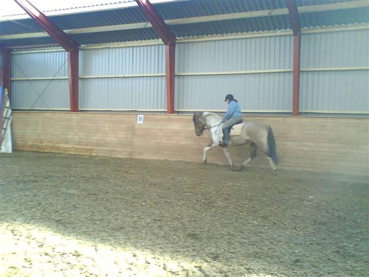 Anden særlig race Sean Connery*kommet hjem* billede 17