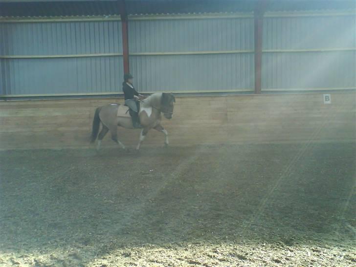 Anden særlig race Sean Connery*kommet hjem* billede 18