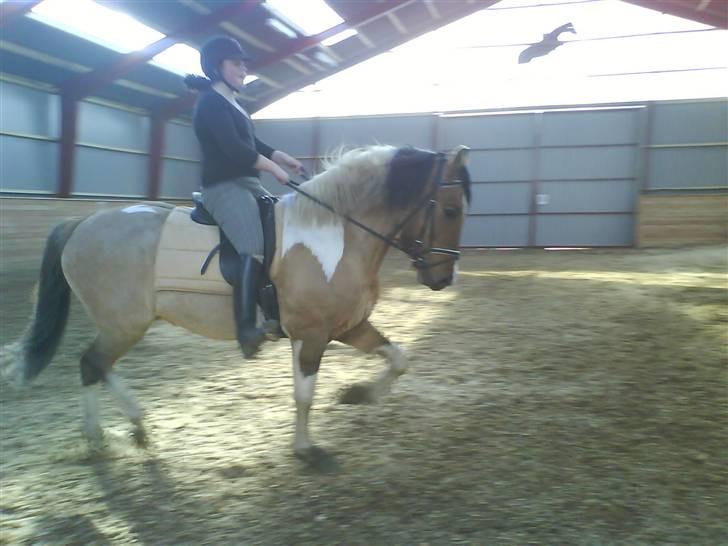 Anden særlig race Sean Connery*kommet hjem* billede 19