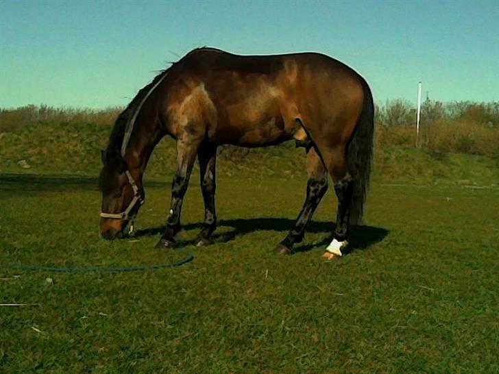 Anden særlig race Marco - Elsker en god dag på folden,,,, billede 1