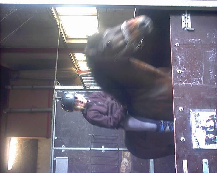 Anden særlig race Marco billede 3