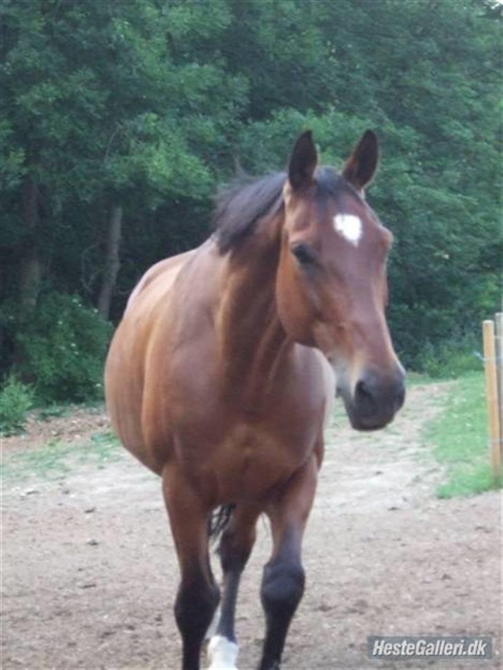 Dansk Varmblod Benjamin - den store. <3 billede 1