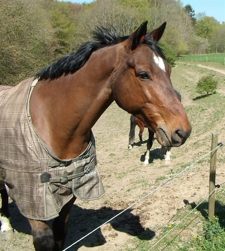 Dansk Varmblod Benjamin - den store. <3 billede 2