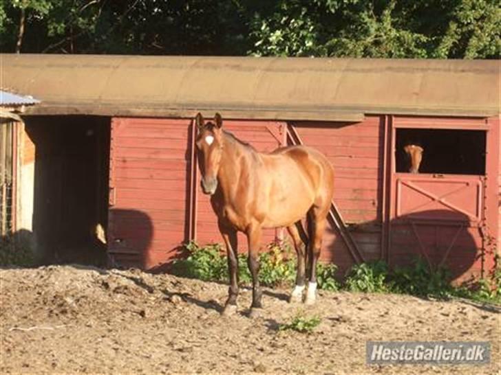 Dansk Varmblod Benjamin - den store. <3 billede 3