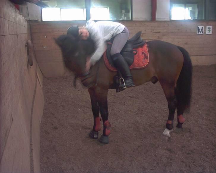 Anden særlig race Marco billede 4