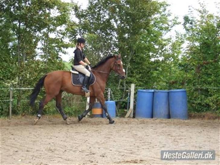 Dansk Varmblod Benjamin - den store. <3 billede 4